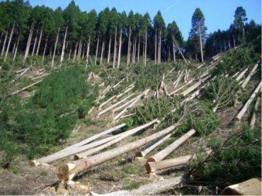 Прокуратурой Закарпатья начато уголовное дело по вырубке леса