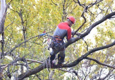 В Ужгороде 2 коммунальщика два дня обрезают деревья, - 5 000 горожан без света