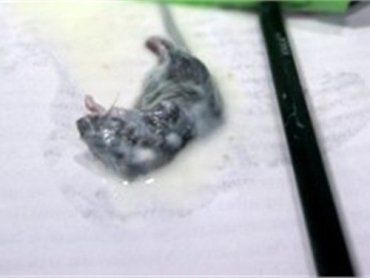 В Луганской области женщина нашла в кефире мертвую мышь
