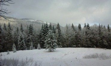 Снега нападало уже несколько метров, а деревья покрыты белым пухом