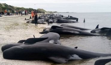 В Новій Зеландії сотні китів викинулись на берег