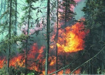 Лісоводи закликають громадян бути обереж­ними в поводженні з вогнем у лісі.
