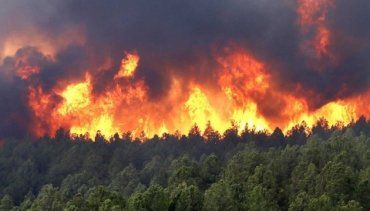 Лісові пожежі охопили Нову Зеландію