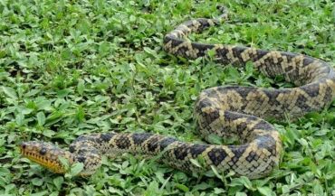У Бразилії знайшли рідкісну змію: удав Кропана