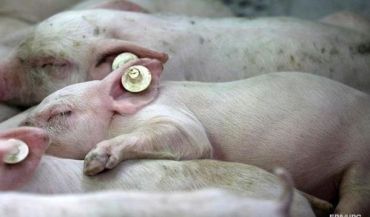 Африканська чума вбиває свиней вже у п`яти областях України