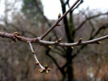 Почки на деревьях в Ужгороде предсказывают теплую весну