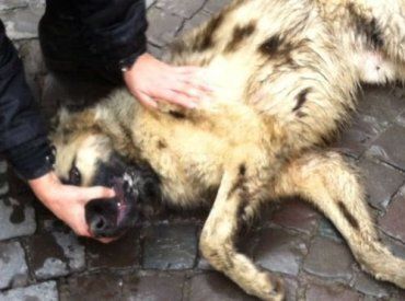 Общественные деятели по защите животных начали спасать собак