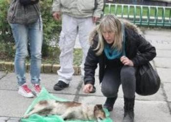 В Ужгороде Вера Романова травит собак