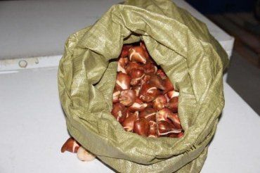 Чопские таможенники обнаружили 700 кг контрабандных луковиц тюльпанов