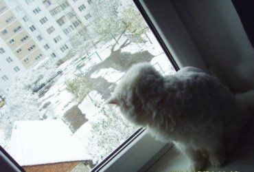В Карпатах за окном уже белеет снег, а у вас холодно или тепло?