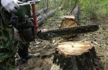 В Перечинском районе массовая вырубка леса достигла апогея