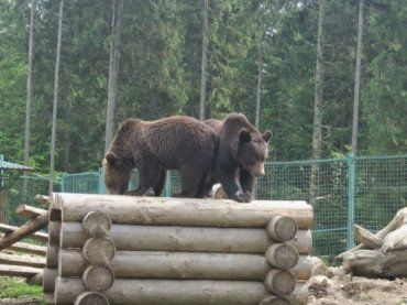 Медведи-курортники из Синевира могут испытать голодные времена