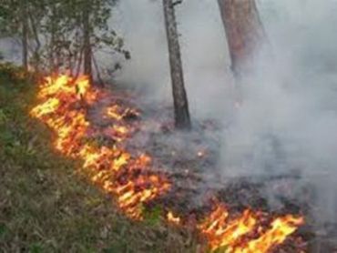 В этом году на Закарпатье зафиксировано в природных экосистемах 180 пожаров