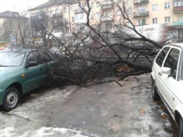 В Ужгороде около кафе "НямНям" дерево привалило автомобили