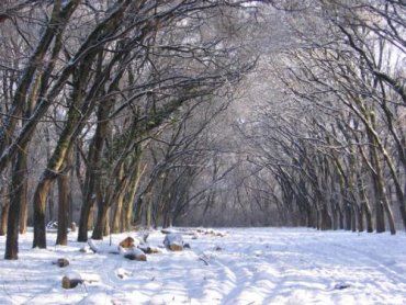 Боздошский парк опустел на 700 деревьев согласно плана