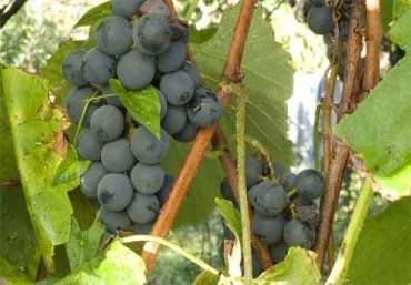 Изабелла - самый распространенный сорт винограда в Закарпатье