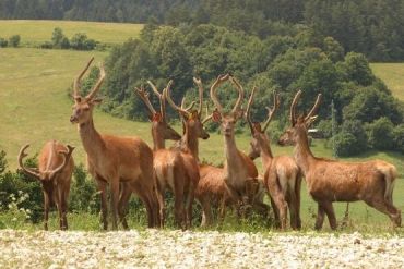 Из-за гона оленей в Закарпатье отменили туристические походы