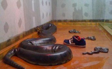 В Тячевском районе "роятся" змеи, - местные жители напуганы