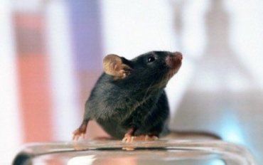 По ужгородскому супермаркету «Велмарт» разгуливают мыши