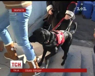 Кинологи из Венгрии и Румынии уже тренируют собак в Ужгороде