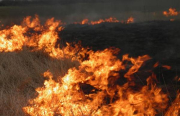 Очень часто сжигание сухостоя перерастает в крупномасштабные пожары