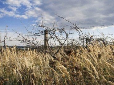 За 3 года на Закарпатье вырубили более половины винограда