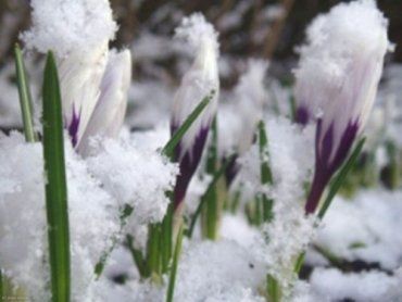 Еще немного теплой зимы и в Закарпатье появятся подснежники