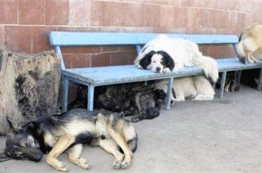 В Ужгороде бездомные собаки живут стаями