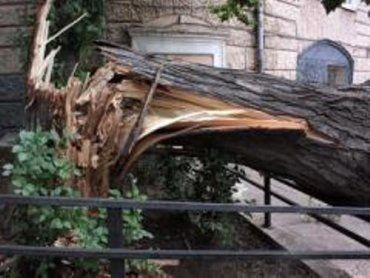 В Ужгороде спасателям не удалось спасти ни дерево, ни машину