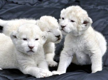 Новорожденных львов впервые выведут на прогулку в апреле