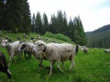 Овцы вместе с чабанами пробудут на полонинах до самой осени