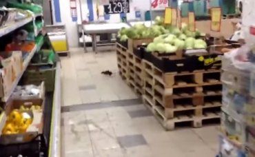 Магазин "Велмарт" в Ужгороде ждут проверки из-за огромной крысы