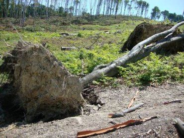 Гора Нитковица - полностью обнаженная после вырубки леса