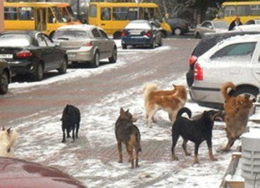 В Ужгороде после одного случая выявления бешенства у собаки ввели карантин