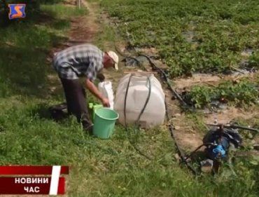 В Виноградовском районе фермеры активно сажают клубнику и овощи