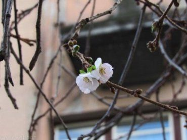 Дендрологи говорят, что цветет сакура из-за аномального потепления