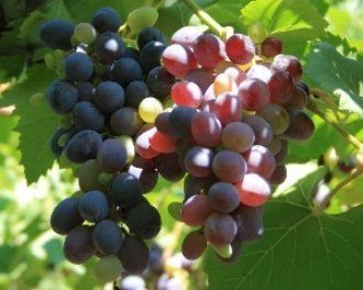 На Закарпатье хорошо уродился виноград