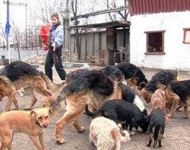 В Ужгороде начали работу по созданию приюта для собак
