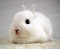 По китайскому календарю 2011 год будет годом белого (металлического) Кролика