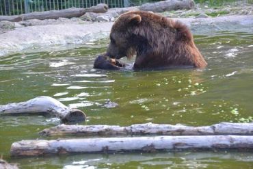 От жары на НПП «Синевир» медведей спасает бассейн и мороженое