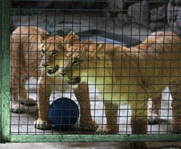 В Киевском зоопарке пополнение - четверо львят