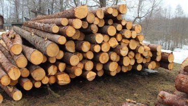 ЕС выступает против моратория на экспорт украинского леса