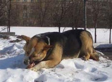 В Межгорье нашли обглоданные собаками останки новорожденного