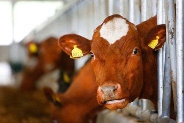 В Европе падает цена на молоко из-за перепроизводства