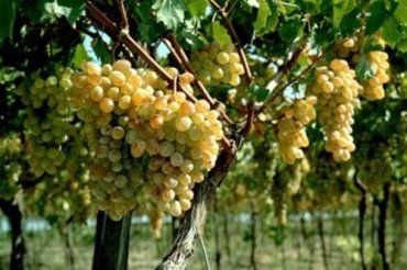 В Закарпатье виноградники меньше всех пострадали от морозов