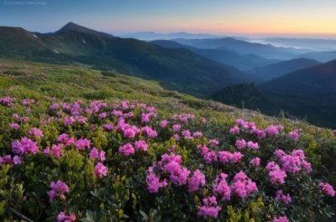 Увидеть в Карпатах чудо цветения рододендрона можно в июне
