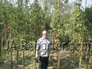 Ужгородские помидоры плодоносят до первых заморозков