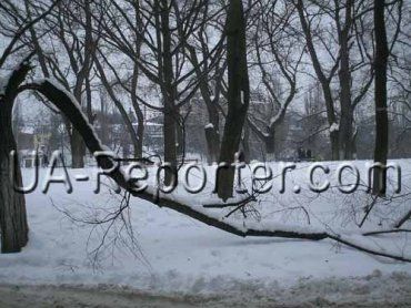 Поломанные деревья продолжают лежать на тротуарах Ужгорода