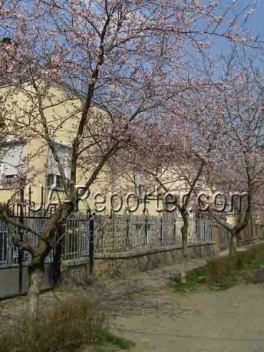 Улица персиков в городе над Латорицей
