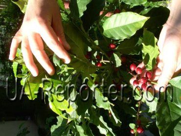Жительница Мукачева выращивает кофейные кусты сорта “Арабика”